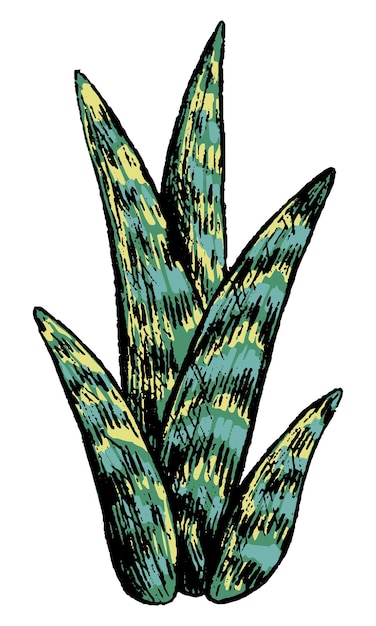 Wilde woestijn succulente installatie botanische schets in gravurestijl hand getrokken vectorillustratie vintage gekleurde clipart geïsoleerd op een witte achtergrond