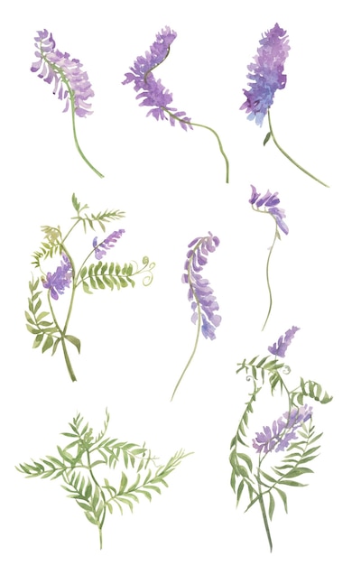 wildflower drawing