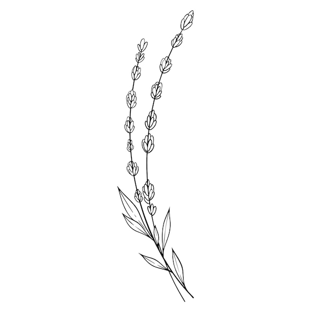 Wildflower line art design Grass line art Flowers line art