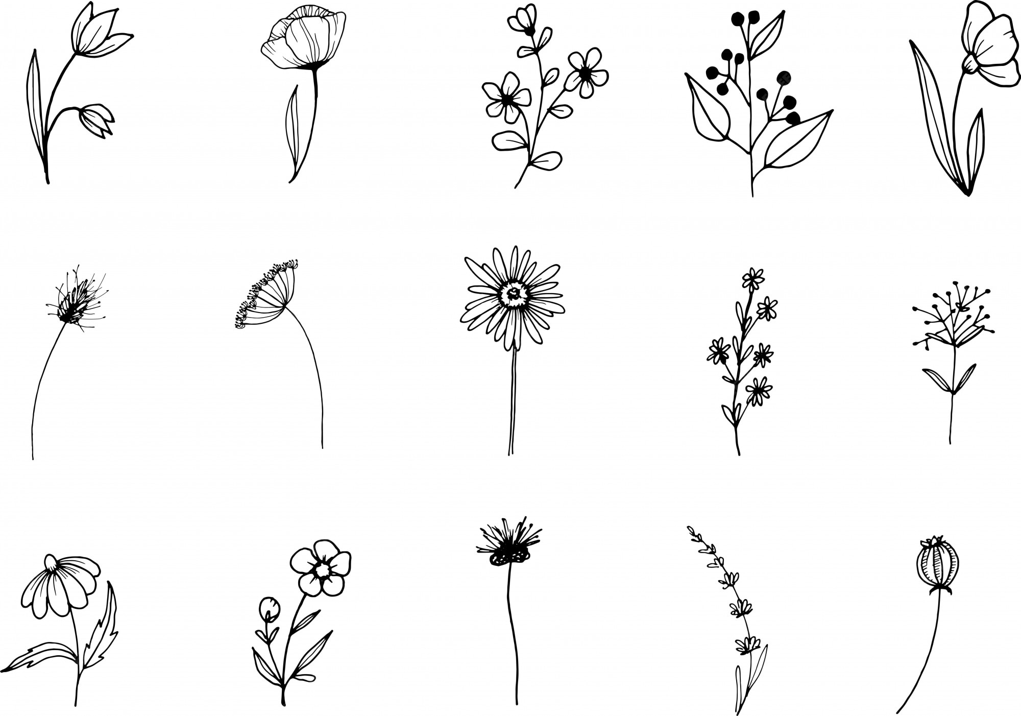 Premium Vector Wildflower, line art doodle clipart, hand drawn