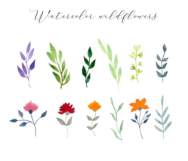 Wildflower meadow watercolor collection