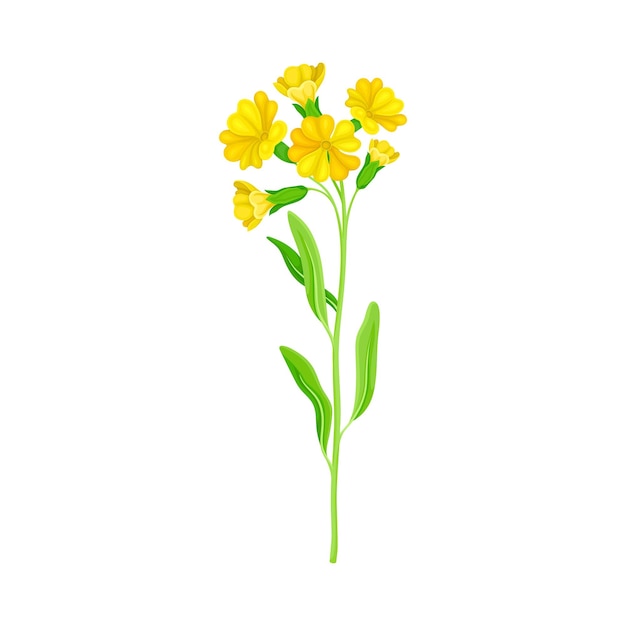 黄色い花のベクトルイラストを持つ野生花の種または草の花の植物