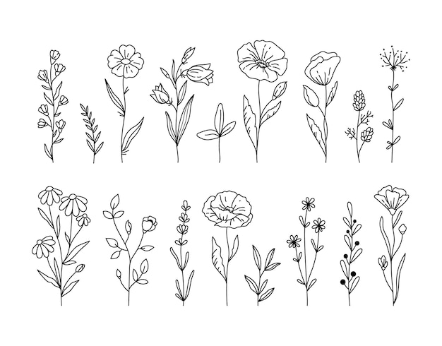 Vector wildflowers black and white clipart bundle poppy flower daisy chamomile botanical floralelements