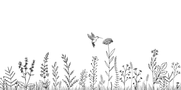 Vector wildflowers and hummingbirds sketch