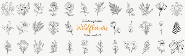 Wildflowers Vector Lineart Collection Hand drawn Sketch for seasonal promo sale romantic greeting card poster banner printing Floral pattern isolated without background