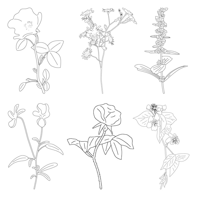 白い背景に分離された野生の花ベクトル アウトライン イラスト セット