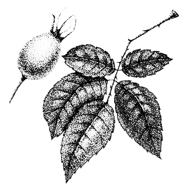 Vector wildroosbloemen tekening en schets met pointillisme op witte achtergronden vintage illustratie van tak met rozenbomen vruchten en bladeren