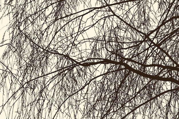 Vector willow branches in spring