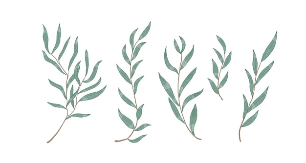 柳ユーカリは葉のベクトル図で枝。植物のデザイン要素。白い背景の上のモノクロのリアルな木の小枝。装飾的な手描きの常緑低木の枝。