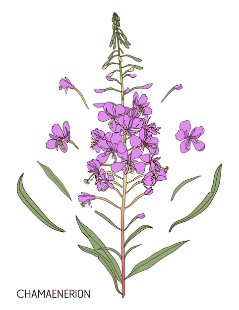 Willow herb elements. hand drawn botanical illustration.