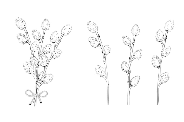 Vector willow illustration drawing engraving line art