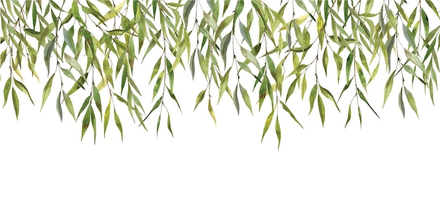Vector willow leaves border watercolor