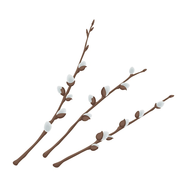 Vector willow three willow branches spring illustration depicting willow branches vector illustration isola...