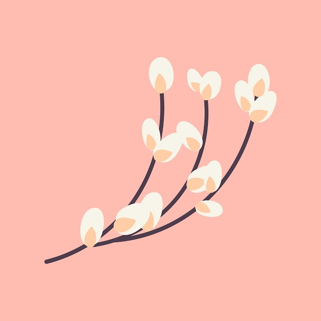 A willow twig. Botanical vector illustration 