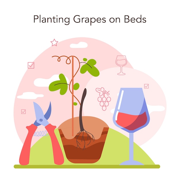 Концепция производства вина выбор и выращивание виноградных деревьев