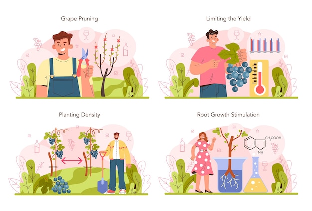 Vector wine production concept set. grape selection and cultivation. grape pruning