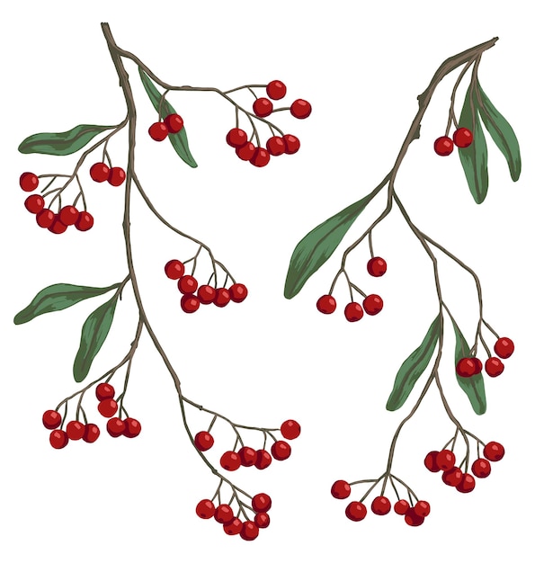 Набор зимних ягодных ветвей. Веточка рябины, нарисованная вручную векторной иллюстрацией. Ботанические клипарты, изолированные на белом. Нежные элементы для дизайна, декора.