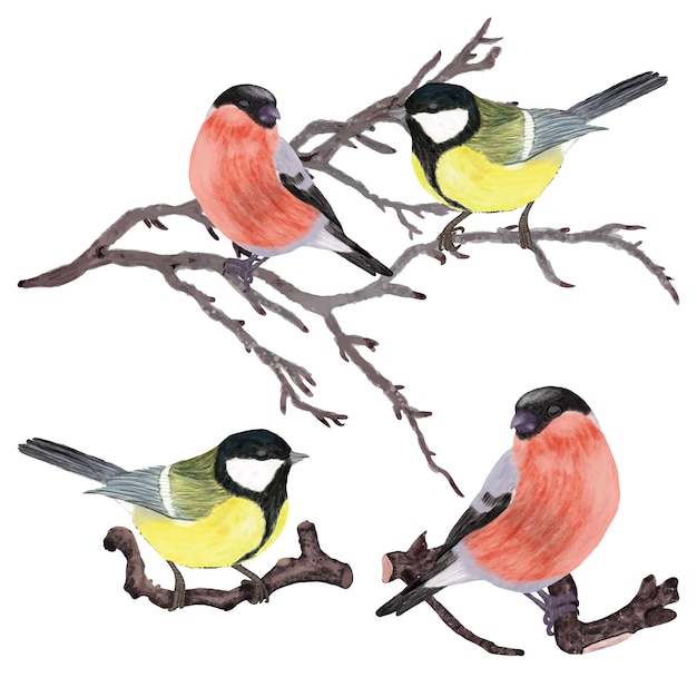 Vector winter birds on branches set