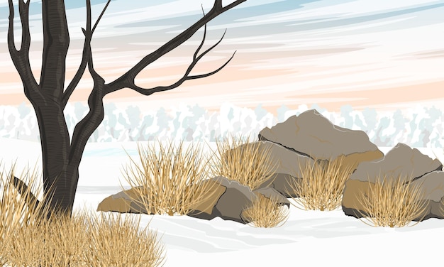 Winter meadow with tree and forest on the horizon Snowdrifts stones and dry grass on a snowy field