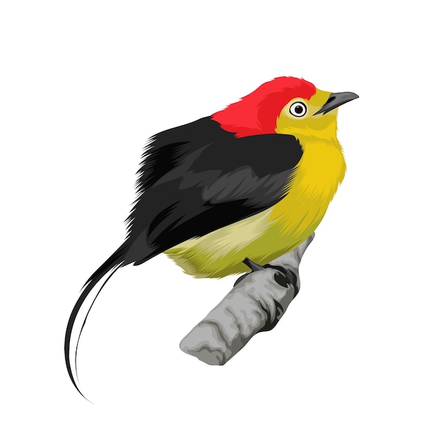 Wire - tailed Manakin bird vector