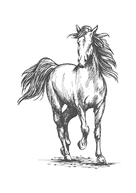 Wit paard vrij rennend portret
