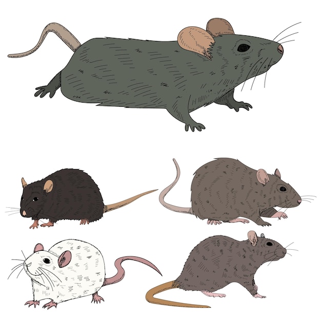 Vector witte achtergrond rat muis set collectie
