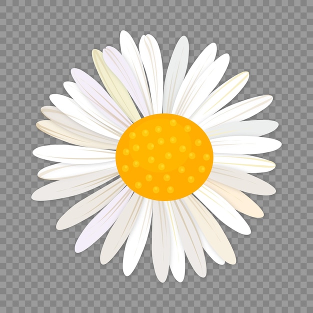 Witte bloem met een geel hart op een transparante achtergrond