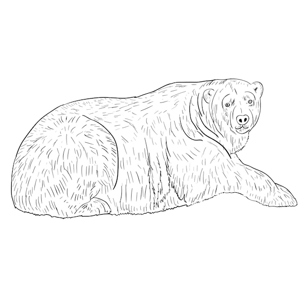 Witte ijsbeer vectorillustratie