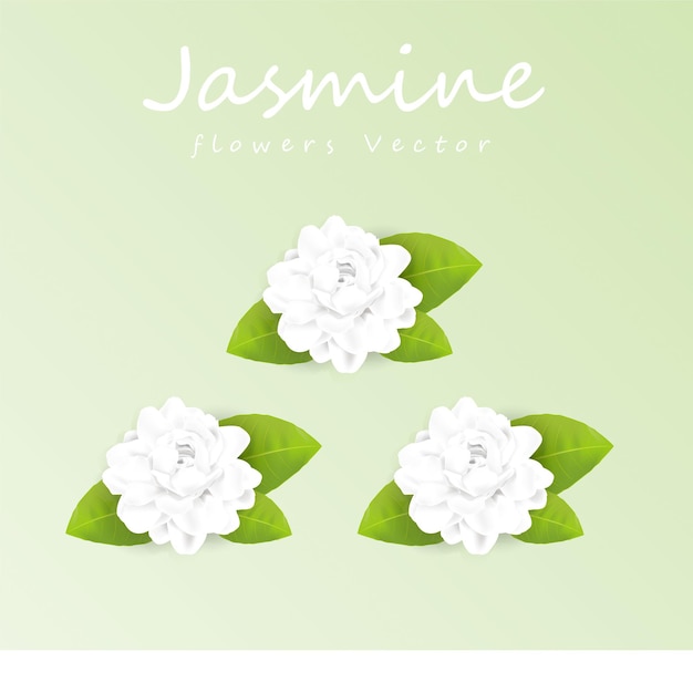 witte jasmijn