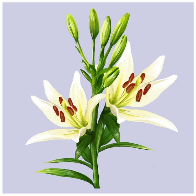 Witte lelie bloem vectorillustratie