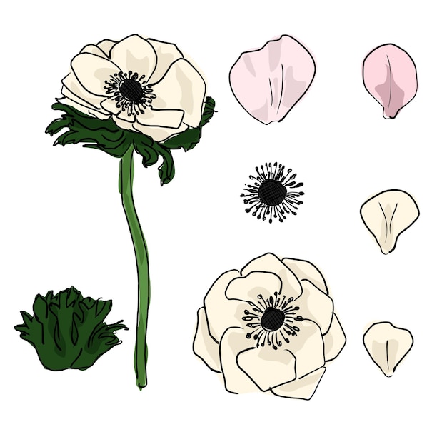 Vector witte papaver met roze bloemblaadjes en individuele bloemen en bloemdelen cartoon schets op een witte achtergrond