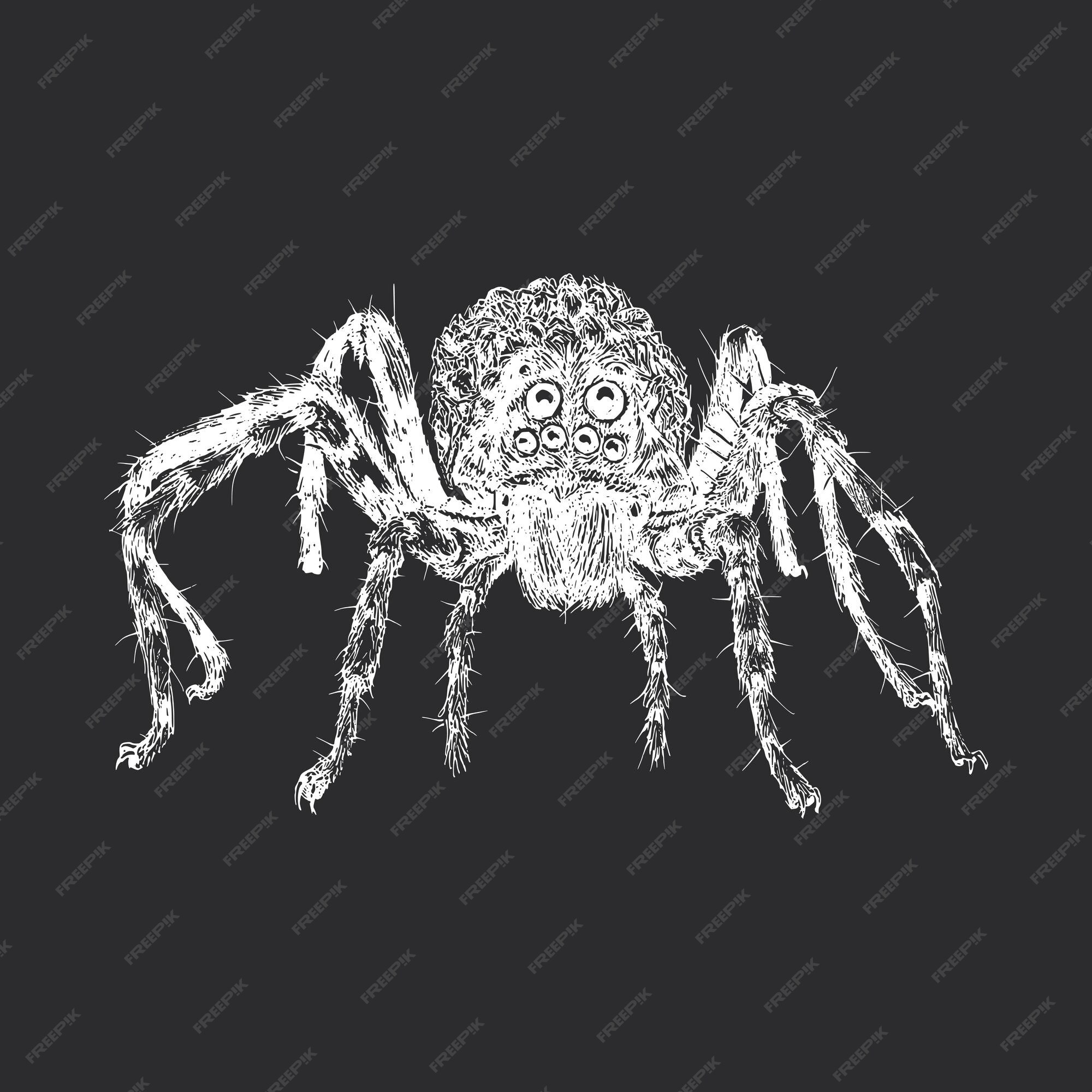 Premium Vector | Wolf spider vintage illustration in engraving style