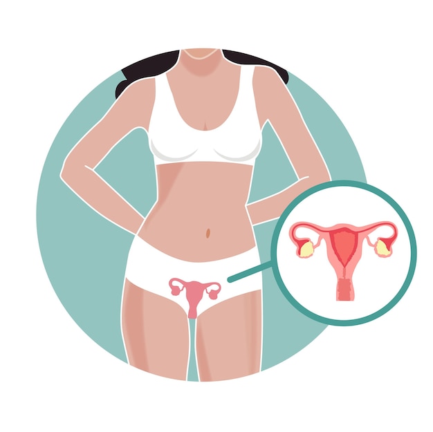 Woman body anatomy and gynecology