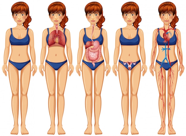 Un corpo e un'anatomia della donna