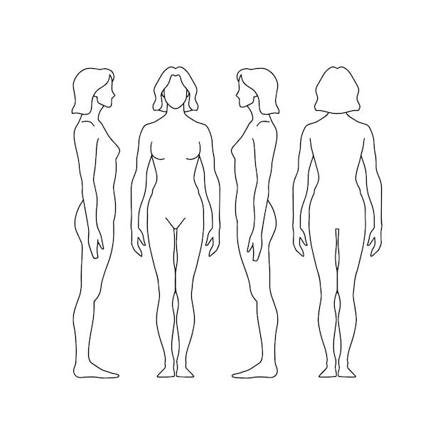 さまざまな角度から見た女性の体型解剖図側面図右側面図背面図正面図