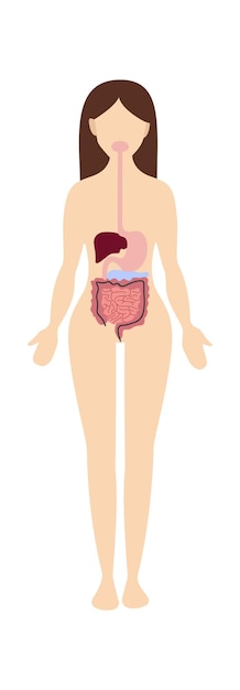 Vector woman digestive system anatomy vector illustration