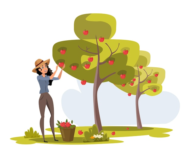 Vector woman gathers apples in bucket cute country girl harvesting fruits female farmer standing near appletree in orchard harvest season in agriculture industry