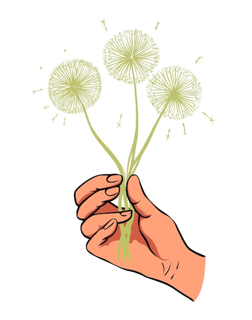 Woman hand holding 3 dandelions vector flat illustration on white