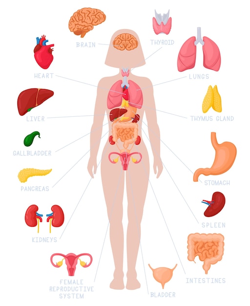 Woman internal organs infographic. Human body anatomy, lungs, kidneys, heart, brain, liver