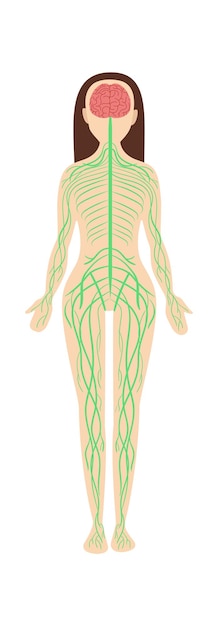 Vector woman nervous system anatomy vector illustration