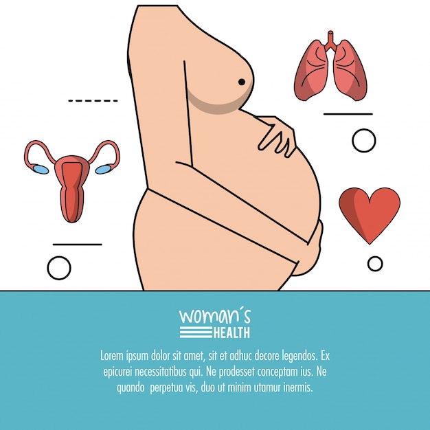 Vector woman pregnant silhouette and lungs heart and reproductive system