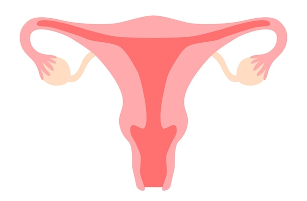 Vettore le clipart del sistema riproduttivo della donna includono utero utero vagina ovaio cervice