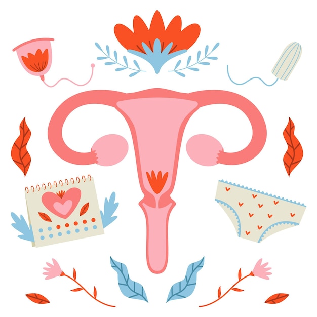 Vector woman reproductive system illustrated