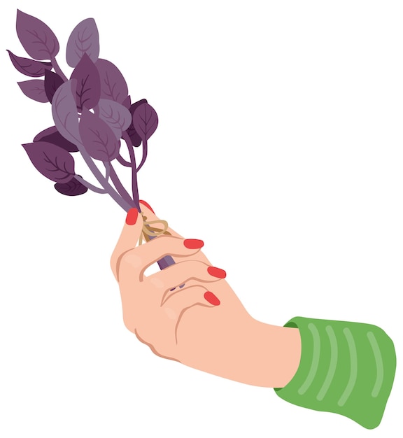 Woman's hand holds a bouquet of purple basil. hand drawn vector illustration.