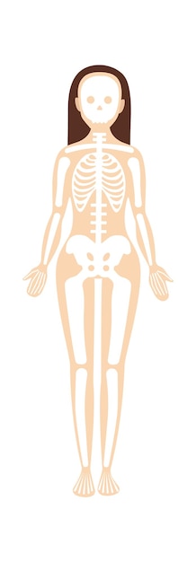 Woman skeletal system anatomy vector illustration