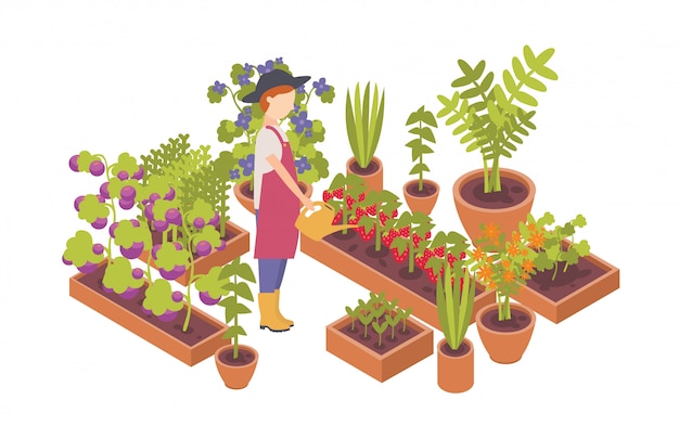 Woman wearing hat and holding watering can and plants growing in garden beds isolated on white background.illustration