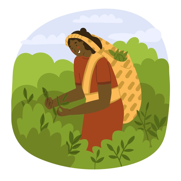 Woman worker is picking tea leaves on the plantation Tea planting in Asia Natural farming village