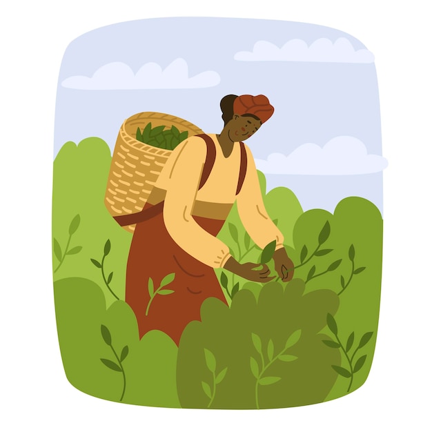 Vector woman worker is picking tea leaves on the plantation tea planting in asia natural farming village