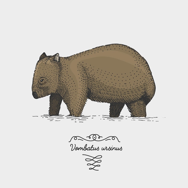 Vector wombat juvenile vombatus ursinus engraved, hand drawn illustration