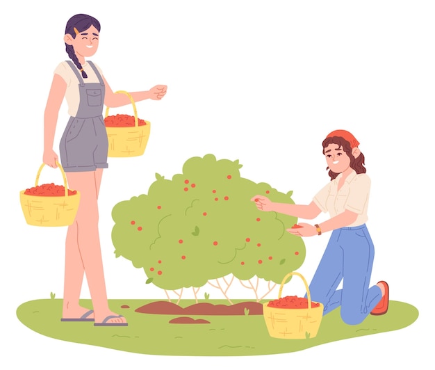 Женщины собирают ягоды с кустов. Иллюстрация фермерской жизни изолирована на белом фоне.